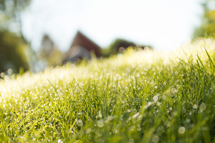 Daggvått gräs en solig morgon.